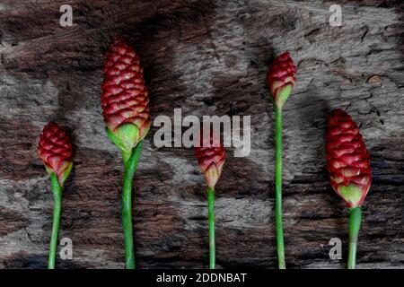 Helle rote wilde Ingwer Blume geschnitten flach legen Hintergrund in dunklen Holzhintergrund. Stockfoto