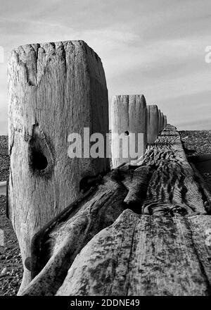 Alte Groynes verteidigen den Kiesstrand vor Erosion in Pevensey Bay, England. Ein monochromes Foto, das die Maserung im verwitterten Holz illustriert. Stockfoto