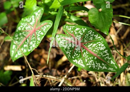 Natur Caladium bicolor im Wald Stockfoto