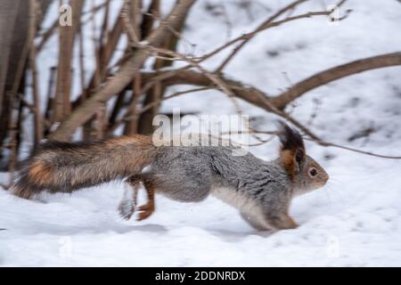 Im Winterwald läuft das Eichhörnchen schnell durch den weißen Schnee. Eurasisches Rothörnchen, Sciurus vulgaris Stockfoto