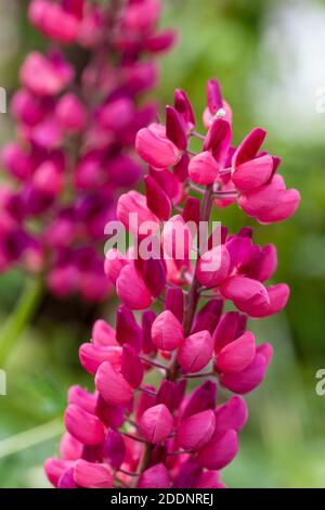 "Galerie" Garten, Blomsterlupine Lupine (Lupinus polyphyllus) Stockfoto