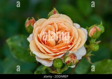 'Charles Austin, Ausfather 'English Rose, Engelsk ros (Rosa) Stockfoto