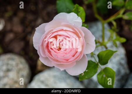 "Heritage, Ausblush 'English Rose, Engelsk ros (Rosa) Stockfoto
