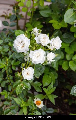 Jetzt 'Rose, Terassros (Rosa) Stockfoto