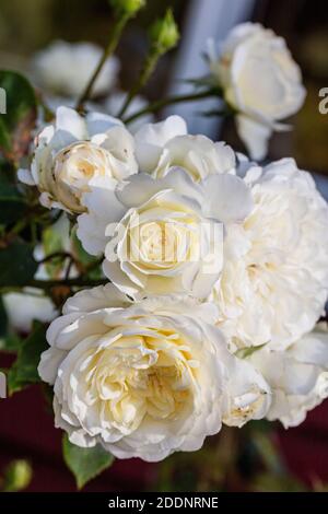 "Ruhe, Ausnoble 'English Rose, Engelsk ros (Rosa) Stockfoto