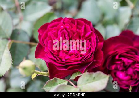 'Munstead Wood, Ausbernard' Englische Rose, Engelsk ros (Rosa) Stockfoto