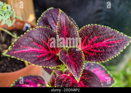 'Flame Dancers' Painted Nettle, Palettblad (Solenostemon scutellarioides) Stockfoto