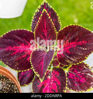 'Flame Dancers' Painted Nettle, Palettblad (Solenostemon scutellarioides) Stockfoto