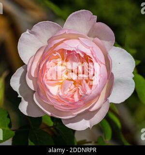 'Gentle Hermione, Ausrumba' Englische Rose, Engelsk ros (Rosa) Stockfoto