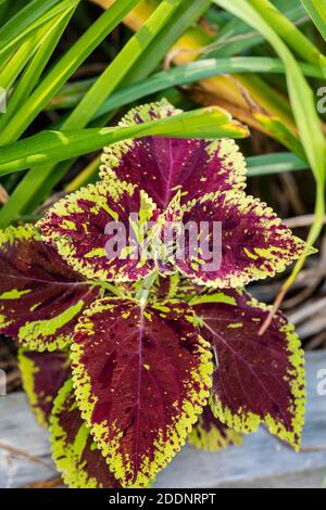 'Flame Dancers' Painted Nettle, Palettblad (Solenostemon scutellarioides) Stockfoto