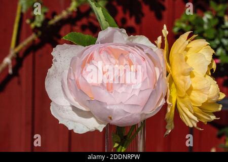 'Gentle Hermione, Ausrumba' Englische Rose, Engelsk ros (Rosa) Stockfoto