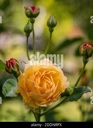 'Graham Thomas, Lemon Parody, Ausmas' Englische Rose, Engelsk ros (Rosa) Stockfoto