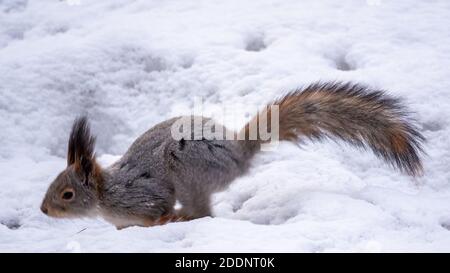 Im Winterwald läuft das Eichhörnchen schnell durch den weißen Schnee. Eurasisches Rothörnchen, Sciurus vulgaris Stockfoto