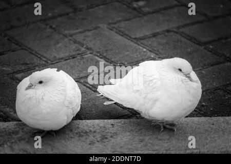 Zwei schöne weiße Tauben auf dem Boden. Zwei schöne weiße Tauben sitzen zusammen auf dem Bürgersteig. Schwarzweiß-Foto Stockfoto