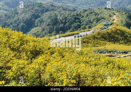 Mexikanische Sonnenblume oder Tung Bua Tong in thailändischer Sprache Mae Hong Son Thailand, schöne gelbe Blume auf dem Hügel Stockfoto