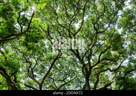 Großer Baum und Zweige von Baum über Kopf Stockfoto