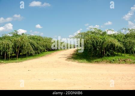 Affe Apfel oder Jujube Bäume im Garten und blauen Himmel Im Singha Park Chiang Rai, Thailand Stockfoto