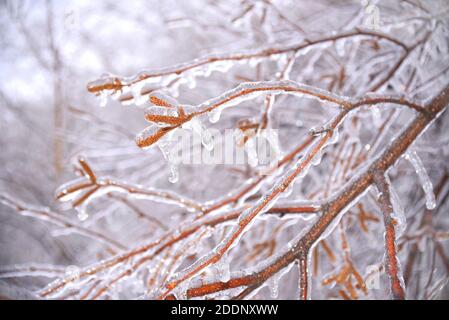 Selektiver Fokus von gefrorenen Birkenkätzchen mit Eis bedeckt. Russland, Winter Stockfoto