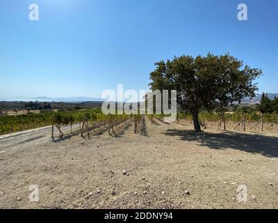 Weinberg in der Ägäis mit Olivenbäumen. Weinberg in Datça, Türkei in der Nähe der Ägäis. Olivenbäume und blauer Himmel. Klarer und sonniger Tag. Stockfoto