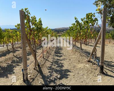 Weinberg in der Ägäis mit Olivenbäumen. Weinberg in Datça, Türkei in der Nähe der Ägäis. Olivenbäume und blauer Himmel. Klarer und sonniger Tag. Stockfoto