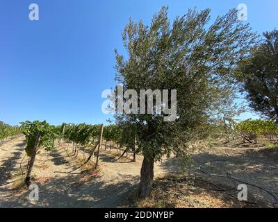 Weinberg in der Ägäis mit Olivenbäumen. Weinberg in Datça, Türkei in der Nähe der Ägäis. Olivenbäume und blauer Himmel. Klarer und sonniger Tag. Stockfoto