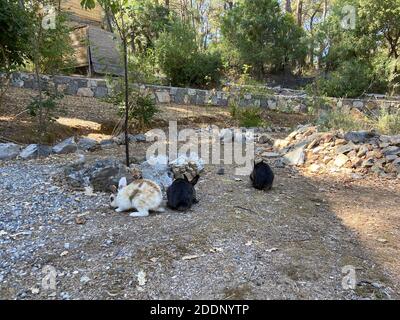 Hasen im Garten eines Landhauses. Schwarz-weiße und braune Kaninchen auf der Veranda einer Ranch. Stockfoto