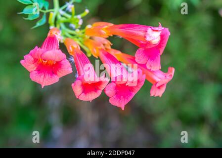 Iochroma coccinea roten Glocken verschwommen Nahaufnahme der Sommerblumen. Stockfoto