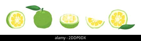 Green yuzu Japanische Zitrone Obst Vektor-Illustration gesetzt isoliert auf weißem Hintergrund. Volle, halbe und geschnittene Zitrusfrüchte Yuzu frische Früchte mit grünen Blättern Stock Vektor