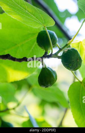 Grüne unreife Feigen auf Baum von Blättern umgeben. Stockfoto