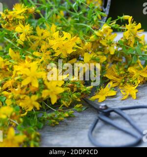 Johanniskraut-Ernte, Ernte, Kräuterernte, Kräuter sammeln, Johanniskraut, Tüpfel-Johanniskraut, echtes Johanniskraut, Durchlöchertes Johanniskraut, Tü Stockfoto