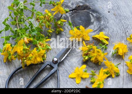 Johanniskraut-Ernte, Ernte, Kräuterernte, Kräuter sammeln, Johanniskraut, Tüpfel-Johanniskraut, echtes Johanniskraut, Durchlöchertes Johanniskraut, Tü Stockfoto