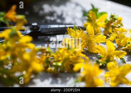 Johanniskraut-Ernte, Ernte, Kräuterernte, Kräuter sammeln, Johanniskraut, Tüpfel-Johanniskraut, echtes Johanniskraut, Durchlöchertes Johanniskraut, Tü Stockfoto