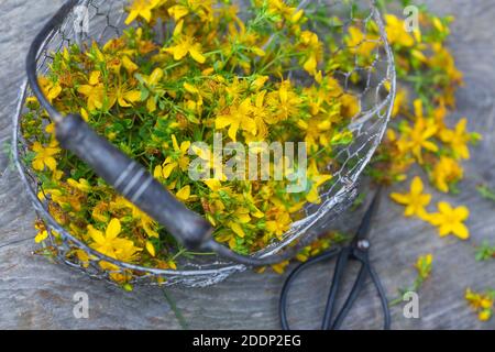 Johanniskraut-Ernte, Ernte, Kräuterernte, Kräuter sammeln, Johanniskraut, Tüpfel-Johanniskraut, echtes Johanniskraut, Durchlöchertes Johanniskraut, Tü Stockfoto