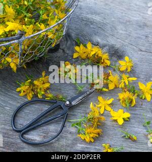 Johanniskraut-Ernte, Ernte, Kräuterernte, Kräuter sammeln, Johanniskraut, Tüpfel-Johanniskraut, echtes Johanniskraut, Durchlöchertes Johanniskraut, Tü Stockfoto