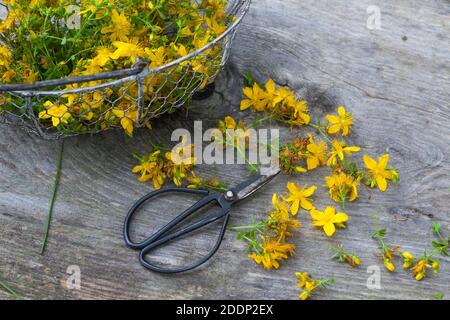 Johanniskraut-Ernte, Ernte, Kräuterernte, Kräuter sammeln, Johanniskraut, Tüpfel-Johanniskraut, echtes Johanniskraut, Durchlöchertes Johanniskraut, Tü Stockfoto