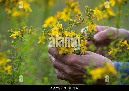 Johanniskraut-Ernte, Ernte, Kräuterernte, Kräuter sammeln, Johanniskraut, Tüpfel-Johanniskraut, echtes Johanniskraut, Durchlöchertes Johanniskraut, Tü Stockfoto