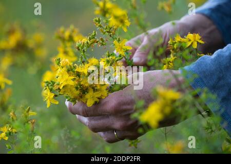 Johanniskraut-Ernte, Ernte, Kräuterernte, Kräuter sammeln, Johanniskraut, Tüpfel-Johanniskraut, echtes Johanniskraut, Durchlöchertes Johanniskraut, Tü Stockfoto