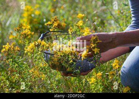 Johanniskraut-Ernte, Ernte, Kräuterernte, Kräuter sammeln, Johanniskraut, Tüpfel-Johanniskraut, echtes Johanniskraut, Durchlöchertes Johanniskraut, Tü Stockfoto