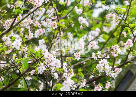 Kirschblüten in einem Garten in Taipeh, Taiwan Stockfoto