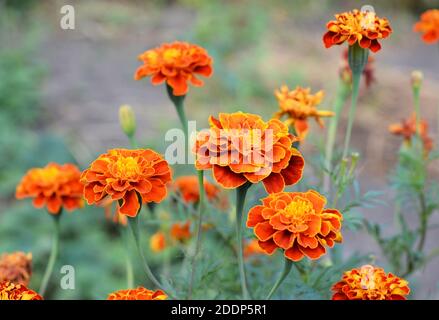 Eine Nahaufnahme von blühenden Tageten, Ringelblumen von oranger Farbe mit Highlights von Rot und Gelb, die im Sommer im Blumenbeet wachsen. Stockfoto