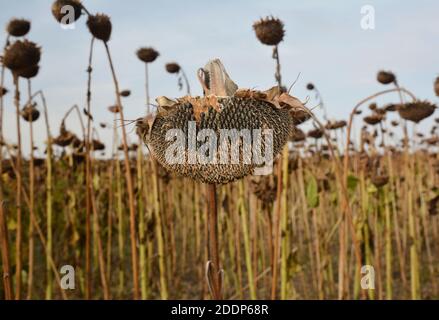 Kommerzielle Sonnenblumenzucht: Reife und trockene Sonnenblumen auf dem Feld sind bereit für die Ernte und gute Sonnenblumenkerne Ernte im Herbst. Stockfoto