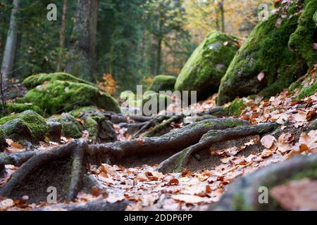 Eine Nahaufnahme von Baumwurzeln und mit Moos bedeckten Felsen im Schwarzwald Stockfoto