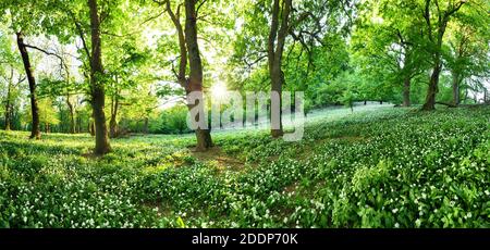Frühlingswald mit blühenden weißen Blumen und Sonne. Bärlauch - Karpatenberg Stockfoto