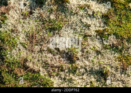 Rentiermoosflechte, Cladonia rangiferina, wächst auf offenem Heidegebiet, Suffolk Sandlings AONB, England, UK Stockfoto