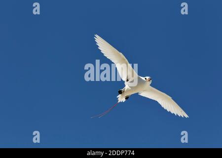 Rotschwanztropikvogel, Phaethon rubricauda, Nahaufnahme der Seevögel im Flug. Lady Elliot Island, Great Barrier Reef, Queensland, Australien. Stockfoto