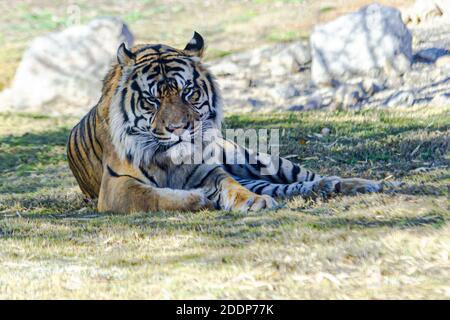 Eine Aufnahme eines wütenden Sumatra-Tigers in Augenhöhe, in dem er ruht Der Schatten liegt auf einem frischen Rasen Stockfoto