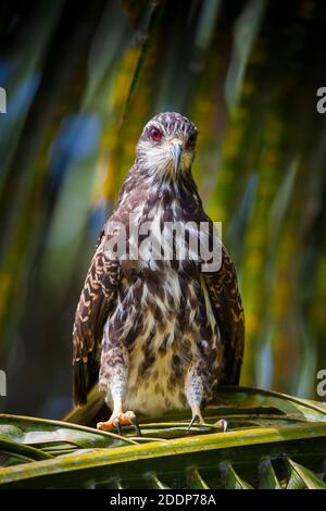 Unreife Schnecke Kite, sci.name; Rostrhamus Sociabilis, neben Lago Gatun, Soberania Nationalpark, Republik von Panama. Stockfoto