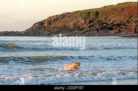 Swansea, Großbritannien. November 2020. Ein Hund holt seinen Ball an einem kalten und frostigen Morgen kurz nach Sonnenaufgang aus dem Meer in der Langland Bay in der Nähe von Swansea. Quelle: Phil Rees/Alamy Live News Stockfoto