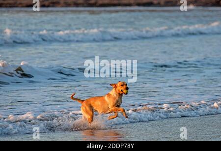 Swansea, Großbritannien. November 2020. Ein Hund holt seinen Ball an einem kalten und frostigen Morgen kurz nach Sonnenaufgang aus dem Meer in der Langland Bay in der Nähe von Swansea. Quelle: Phil Rees/Alamy Live News Stockfoto