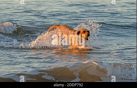 Swansea, Großbritannien. November 2020. Ein Hund holt seinen Ball an einem kalten und frostigen Morgen kurz nach Sonnenaufgang aus dem Meer in der Langland Bay in der Nähe von Swansea. Quelle: Phil Rees/Alamy Live News Stockfoto